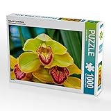 CALVENDO Puzzle Hybrid-Cymbidium 1000 Teile Lege-Größe 64 x 48 cm Foto-Puzzle Bild von Jürgen Wöhlk