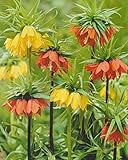 5 Kaiserkronen gemischt Fritillaria Imperialis Blumenzwieb