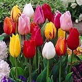 100x gemischte Papagai Tulpenzwiebeln Frische Zwiebeln mit hö