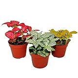 Exotenherz - Set mit 3 verschiedenfarbige Fittonia -Pflanze, Silbernetzblatt, Mosaikpflanze, 9cm Top