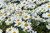 6000 + Samen Wiesen Margerite Wild Blume Bienenmagnet Schmetterlinge G