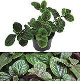 Isenzo Weihrauch Plectranthus Coleoides Weihrauchpflanze lebende Pflanze Pflanzen Mottenkönig Beetp