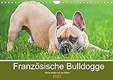 Französische Bulldogge - Kleine Helden auf vier Pfoten (Wandkalender 2022 DIN A4 quer)