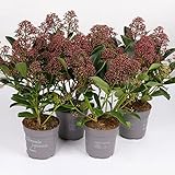 Pflanzen Kölle Blütenskimmie ‘Rubella’, Skimmia Japonica, rot, 4er Set, Topf 10,5 cm Ø
