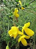 Cytisus scoparius Golden Tears - Edelginster Golden T