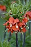 15 Stück Kaiserkronen/Fritillaria:'Rubra' (Zwiebelgröße 20/24cm) - Gratis V