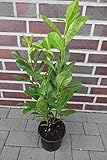 10st. Kirschlorbeer Rotundifolia 60-80cm XXL im Topf buschige Pflanzen Prunus laurocerasus Lorbeer schnellwachsend Heckenp