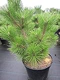 Pinus thunbergii Sayonara - japanische Schwarzkiefer Say