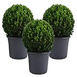 Mein schöner Garten Buchsbaum-Kugel – 3er-Set - Buxus sempervirens – echte Buchsbaum Pflanze – Heckenpflanze - Liefergröße inklusive Topf ca. 30-40 cm - mehrjährig – w