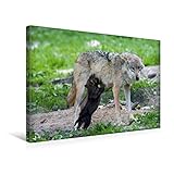 CALVENDO Premium Textil-Leinwand 45 cm x 30 cm quer, An der Quelle | Wandbild, Bild auf Keilrahmen, Fertigbild auf echter Leinwand, Leinwanddruck: Wolfswelpe beim Säugen Tiere T