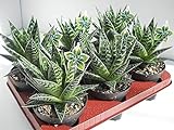 Aloe Pflanze, buntblättrig, Sorte: Tiki Tahi, pflegeleichte Sukkulente, (im 12cm Topf)