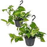 Scindapsus 'Aureum' im Hängetopf im 2er Set | Epipremnum - Zimmerpflanze ⌀17 cm | 25