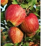 Pink Lady Fuji Gala Golden Delicious APPLE TREE Mutter Domestica F