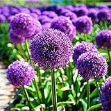 6 Stück Allium birnen Geheimnisvolle lila Allium giganteum Gartenblumen bereit zu pflanzen Spring Bloom Outdoor Garden Farm Dek