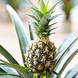 Ananas comosus | Ananaspflanzen | Tropische Zimmerfplanzen | Höhe 35-40 cm | Topf-Ø 12
