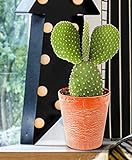 Opuntia microdasys | Hasenohr Kaktus Zimmerpflanze | Kleine Kakteen | Höhe 20-28 cm | Topf-Ø 17