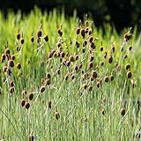 2er-Set - Typha minima - winterharter Zwergrohrkolben - Wasserpflanzen W