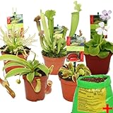 Exotenherz - Starter Set Fleischfressende Pflanzen - 5 Pflanzen + E