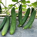 Salatgurkensamen,Reich an nahrhaften Spurenelementen，Mehrjährige Topfpflanzen-60p