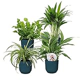 4er Set Luftreinigende Zimmerpflanzen | Vier Grünpflanzen mit Topf | Areca Palme, Grünlilie, Farn, Einblatt | Höhe 25-30cm | Dunkleblaue ELHO Ziertöpfe Ø14