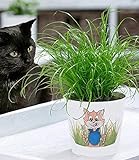BALDUR Garten Katzengras, 1 Pflanze | fertig gewachsen | Zur Verdauungsunterstützung von Katzen | Zimmerpflanze Cyp
