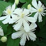2 x Clematis Summer Snow | 2-er set Klematis - Weiß, Schnellwachsend, Mehrjährig & Winterhart | 2 x 1,5 Liter Top