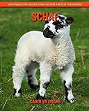 Schaf: Erstaunliche Bilder und lustige Fakten fü