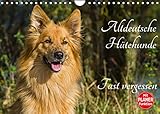 Altdeutsche Hütehunde - Fast vergessen (Wandkalender 2022 DIN A4 quer)