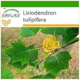 SAFLAX - Echter Tulpenbaum - 20 Samen - Mit keimfreiem Anzuchtsubstrat - Liriodendron tulip