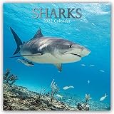 Sharks – Haie 2022 – 16-Monatskalender: Original Gifted Stationery-Kalender [Mehrsprachig] [Kalender]: Original BrownTrout-Kalender (Wall-Kalender)