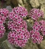 Große Fetthenne Mohrchen - Sedum telep