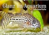 Glanz im Aquarium: Süßwasserfische (Wandkalender 2022 DIN A2 quer)