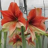 Amaryllis Birne,Die duftende Schönheit,Es FüHlt Sich Gut An,Dürr Samen 1107 Eisbegonie Super Olympia F1 rosa (Eisbegoniesamen)-1zwiebelns,2