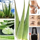 Frische große BIO Aloe Vera Blätter 80 cm LANG à 900 g aus Spanien EU zertifiziert 1 2 3 5 10 Stk ganzes XXL Barbadensis Miller Blatt für Gel Haut Haare Nagel Körper Anti-Aqing (2)
