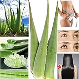 2 x Bestes Bio Aloe Vera Blatt - Barbadensis M