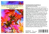 Seedeo® Amerikanischer Amberbaum (Liquidambar styraciflua) 100 S