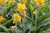 10 Stück Canna Samen Schöne Blumensamen-Mix Indica Lily Pflanzen Garten Birnen Blumen im Freien Topf Bonsai Flores. Home Geschenk