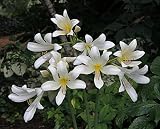 Lycoris zwiebeln,SchöNe Farben,SchöNe HäUser Sind Im Hof ​​Gepflanzt,Dürr Samen 1107 Eisbegonie Super Olympia F1 rosa (Eisbegoniesamen)-2,5zwieb