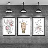 Anatomie Physiologie Beschriftet Leinwand Malerei Minimalistische Poster Moderne Wandkunst Bild Schlafzimmer Wohnkultur Kein Rahmen-40x50cmX3
