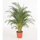Goldfruchtpalme ca. 50 cm Arecapalme Chrysalidocarpus lutescens/