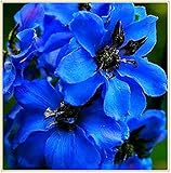 Clematis Winterhart/Clematis Zwiebeln/ Wunderbare blaue Blume-5Zwieb