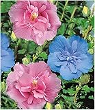 BALDUR Garten Hibiskus Chiffon-Kollektion 2 Pflanzen pink, blau, Hibiscus sy