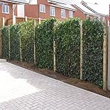12 x Efeu 75-100 cm (Hedera Hibernica): 12 kaufen / 7,5 bezahlen | 12 immergrüne echte Kletterpflanzen für eine 2 Meter 100% Sichtschutz Hecke (Blickdicht) | ClematisOnline Kletterp