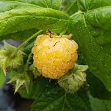 Müllerst Grüner Garten Shop Golden Everest leuchtend gelbe Himbeere aromatische große Herbsthimbeere 60-100 cm 2 Liter C 3,5