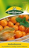 Andenbeeren Kap-Stachelbeere | Fruchtige Sommer-Delikatesse (Physalis peruviana)