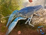 Topbilliger Tiere Blauer Floridakrebs - Procamb