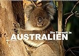 Die Tierwelt in Australien (Wandkalender 2022 DIN A2 quer)
