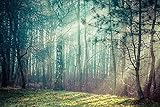 VLIES Fototapete-WALD-(2644s)-250x186 cm-Nebel Wolken Landschaft Natur Bäume Lichttung Sonne Gebirge See Wiese Blumen Wasserfall Bach Birken Wandbild Wandtatoo Poster Moderne Tapete Sonnenuntergang