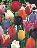 200 Tulpenzwiebeln Mischung Blumenzwieb