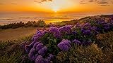 1000 Teile Puzzle Für Erwachsene -Blumen Am Strand -Puzzle Pädagogisches,Farbenfrohes Puzzle,Puzzle Für Erwachsene,Lustige Puzzles Für Erwachsene 1000 DIY-Spielzeug Größe:52X38C